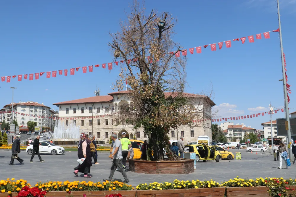 Sivas’ın sembolü olan tek ağaç kurumuştu, yerine yenisi dikildi