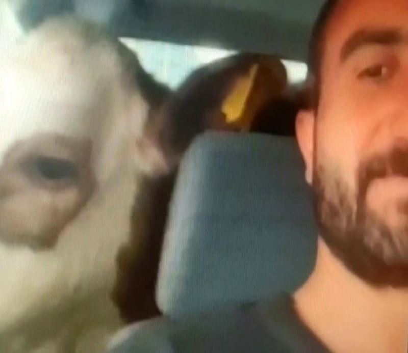 Akıllara dana Ferhat’ı getirdi, yıllar sonra Sivas