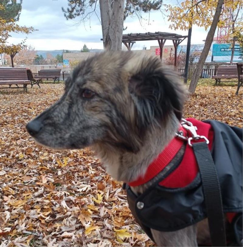 Kayıp köpek aranıyor, bulan kişiye ödül verilecek