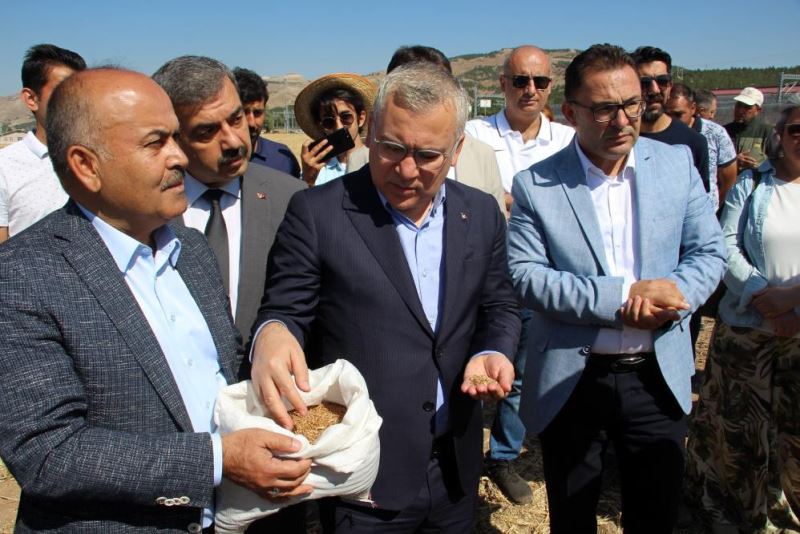 Sivas’ta süper buğdayda ilk hasat gerçekleşti